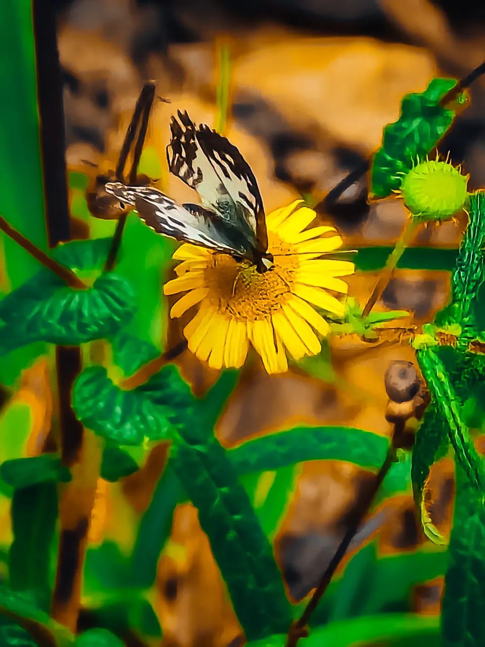 butterflies-in-nature-windy-hills-belihuloya