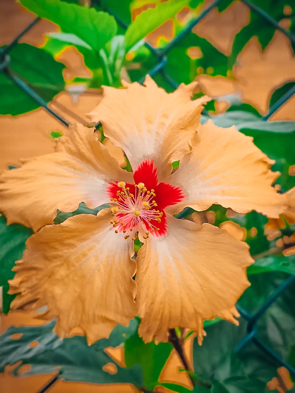 beautiful-orange-hibiscus-flower-windy-hills