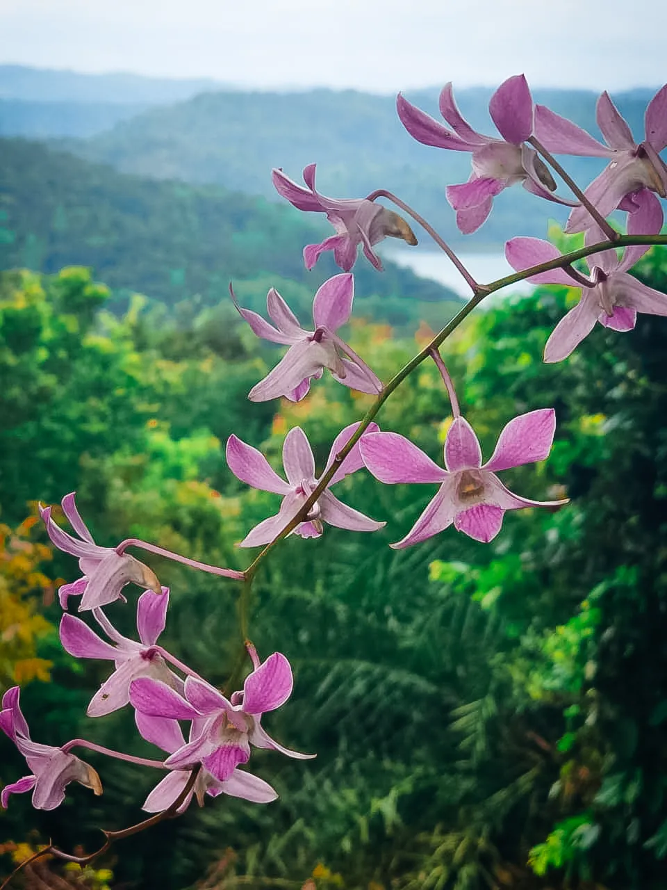 beautiful-orchid-flowers-belihuloya-nature