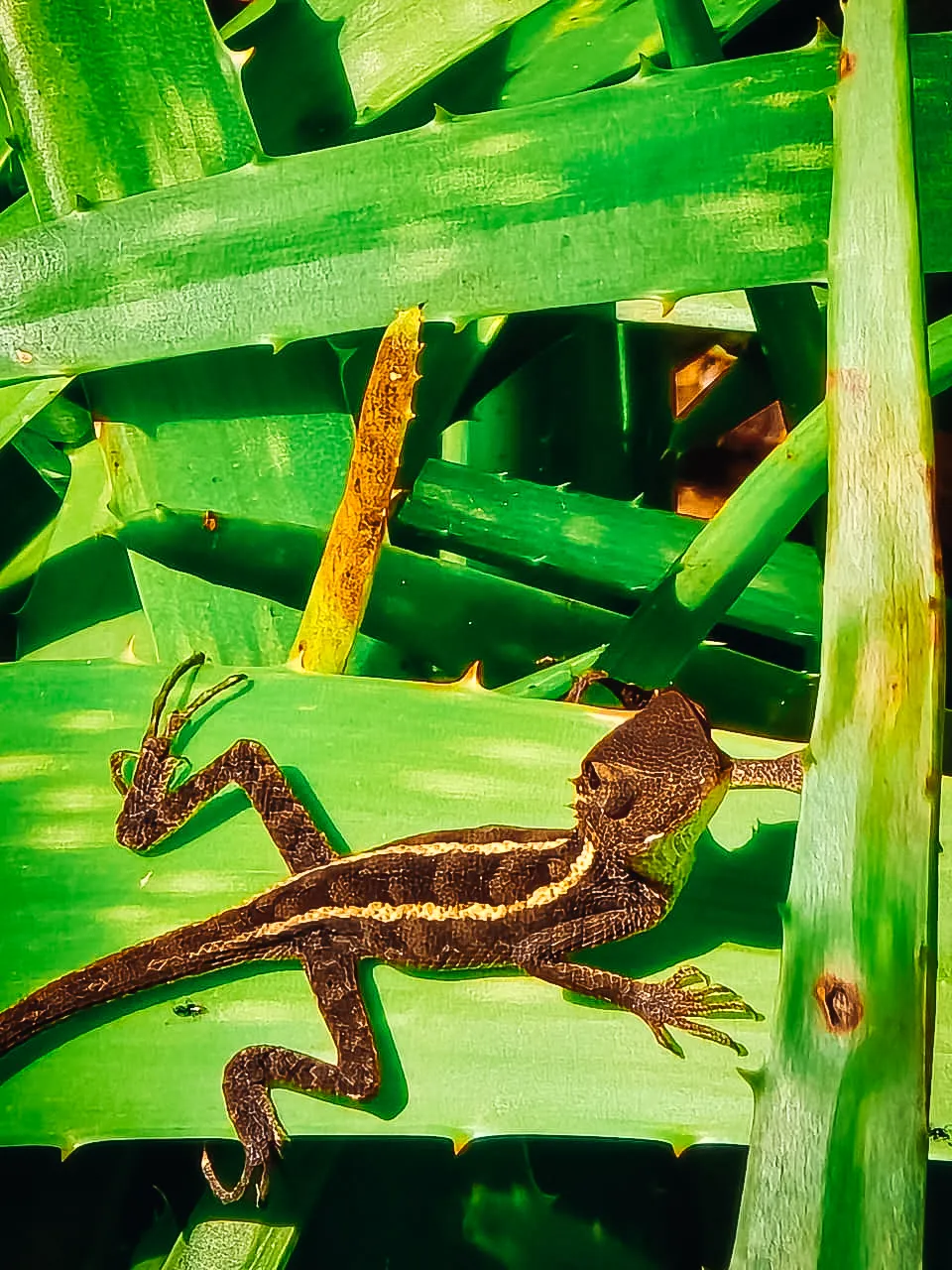 brown-lizard-on-aloe-vera-wildlife