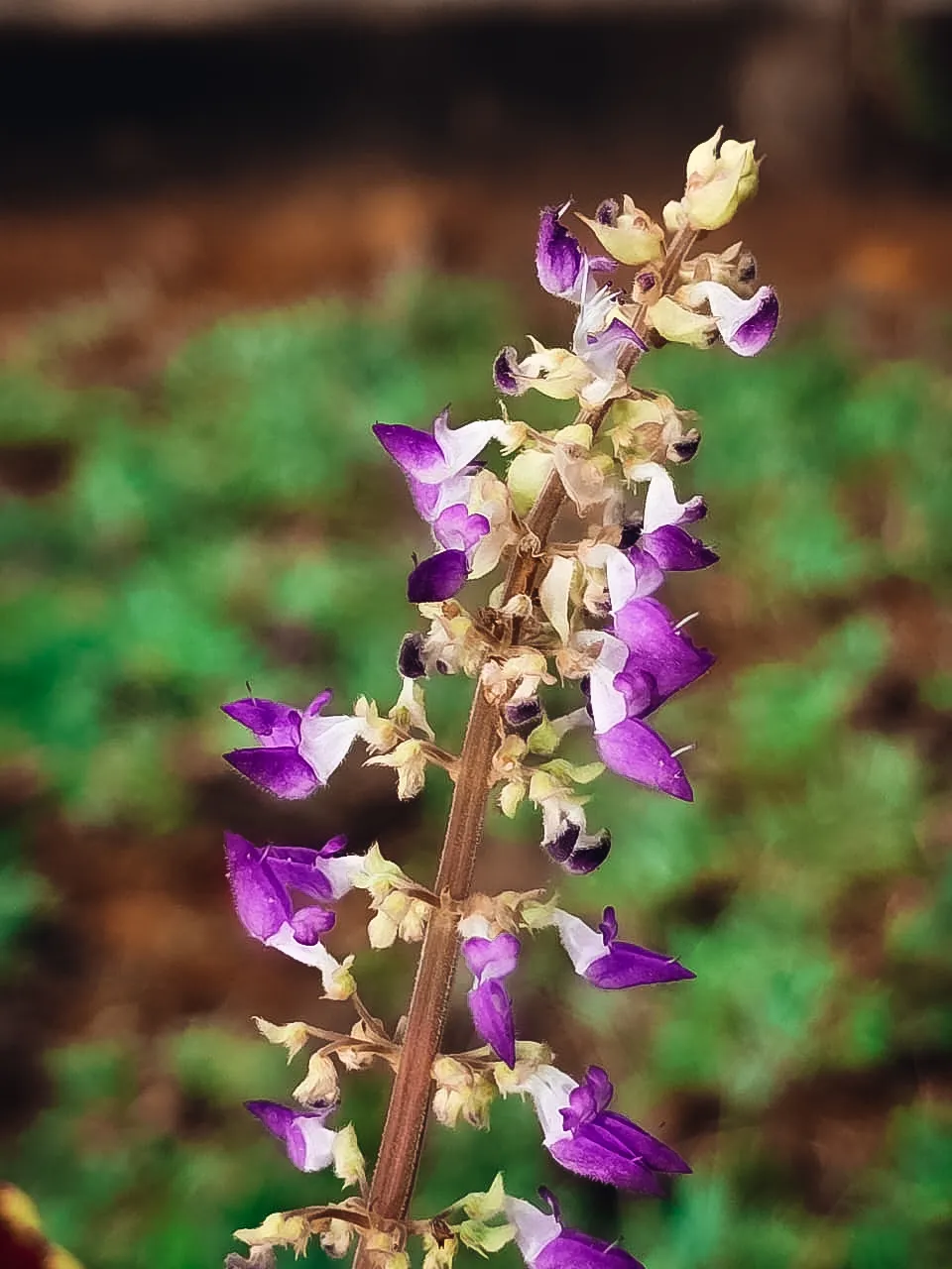 purple-wildflower-belihuloya-nature-trail