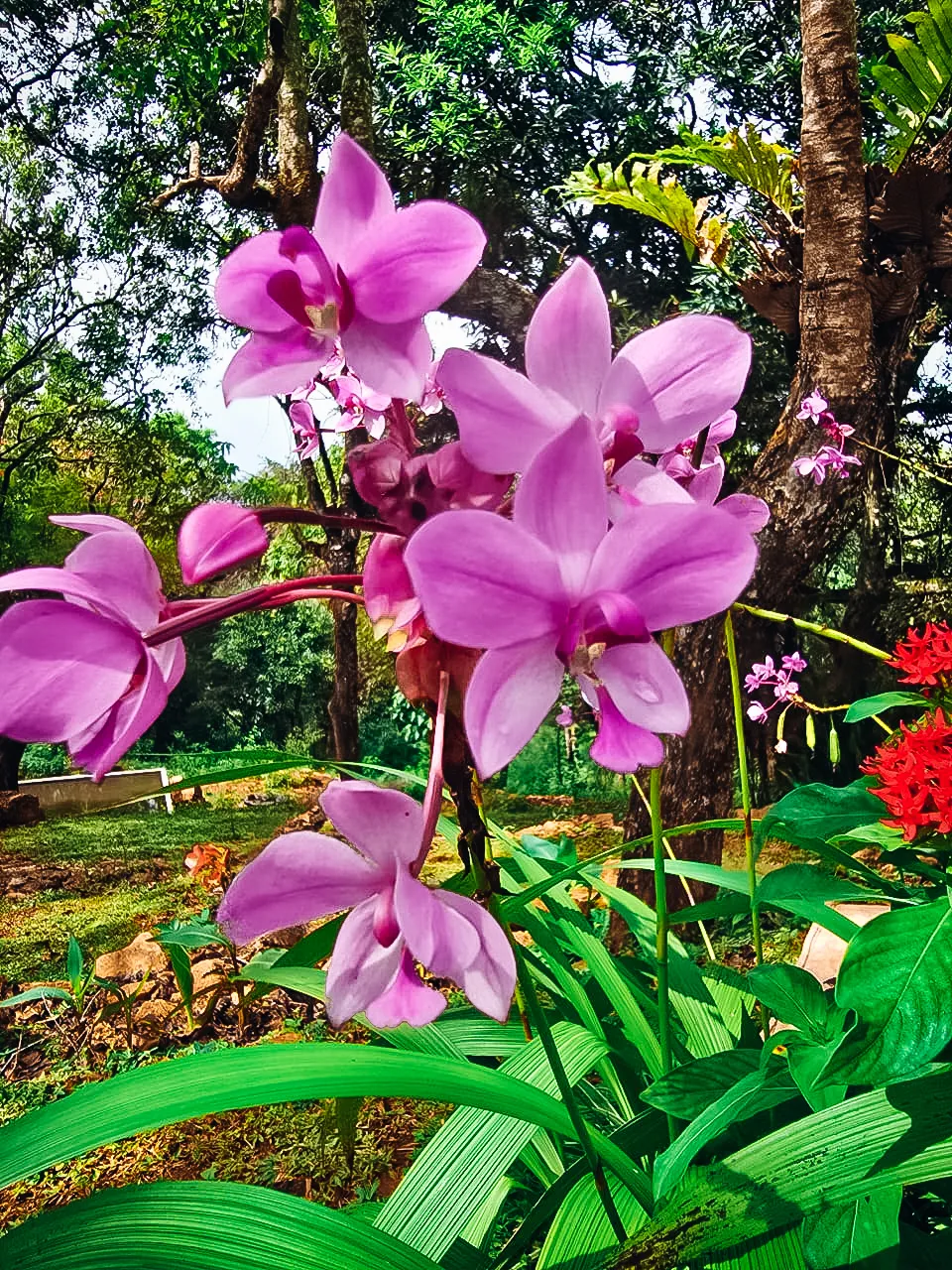 sri-lankan-endemic-flora-nature-resort