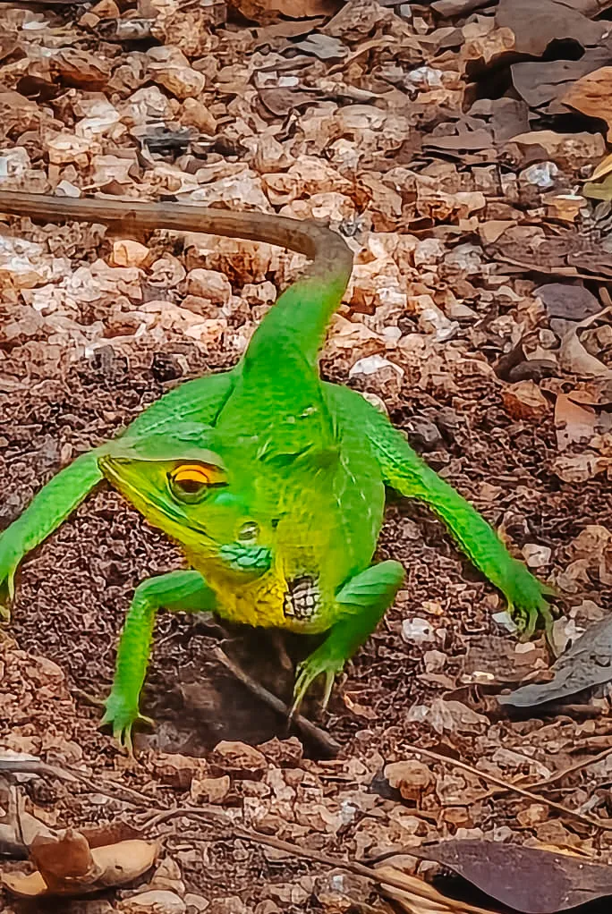 sri-lankan-green-lizard-wildlife