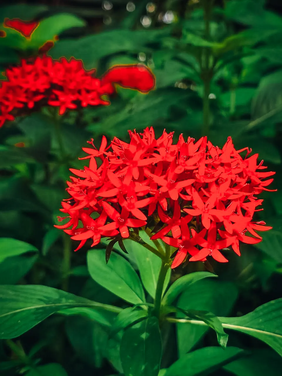 sri-lankan-red-ixora-flower-resort