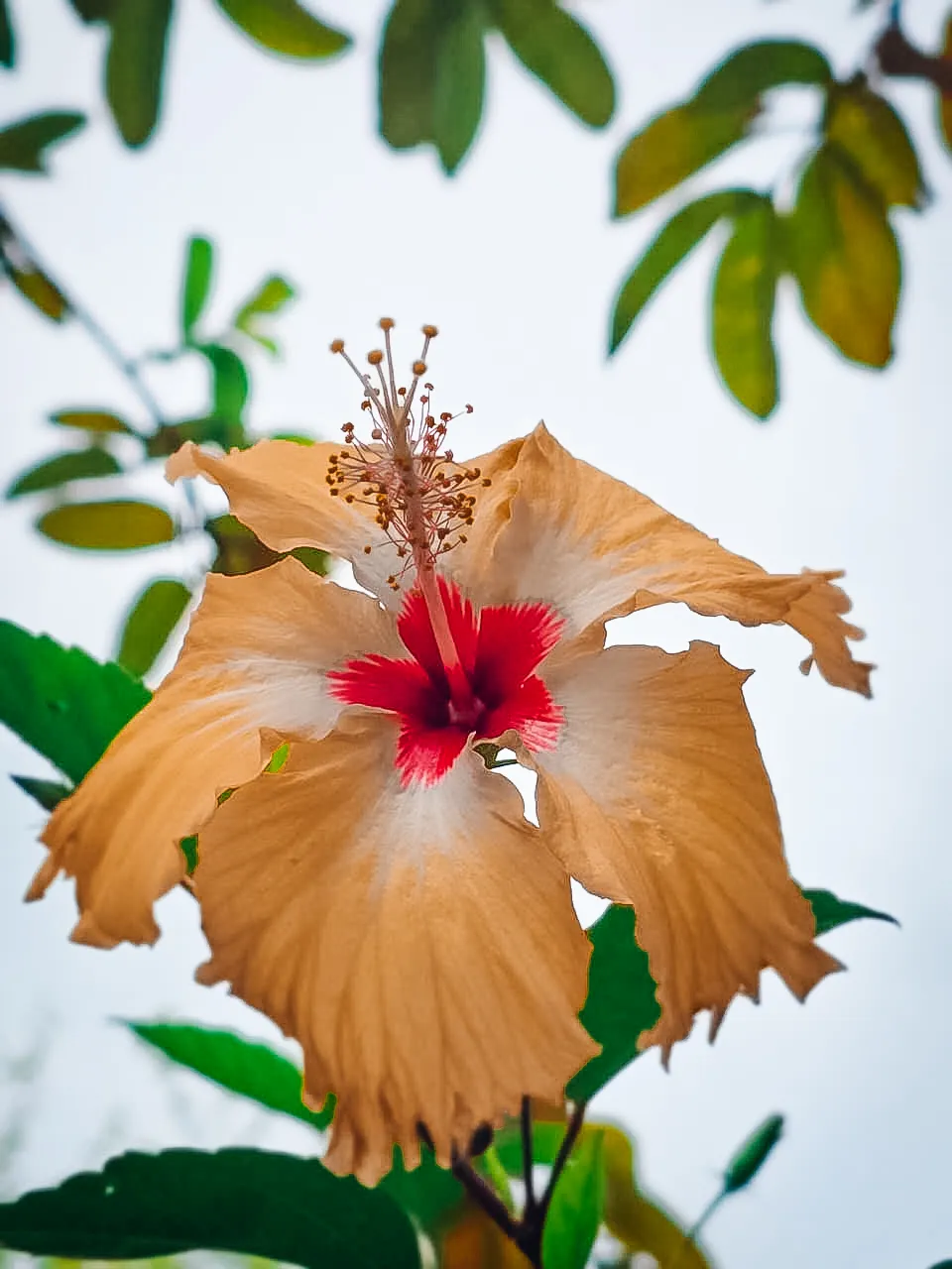 tropical-hibiscus-in-resort-garden