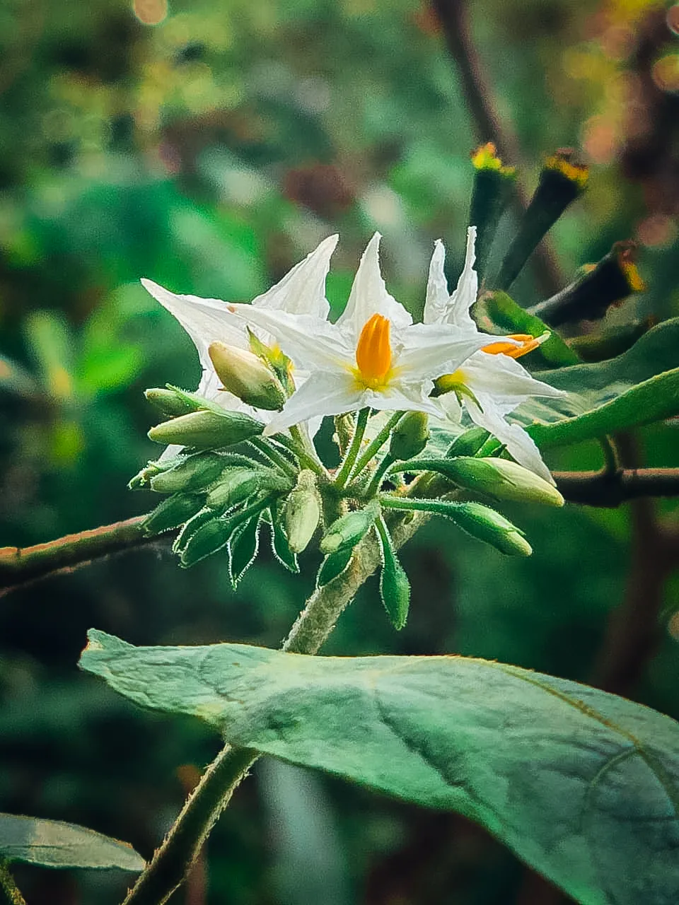 white-wild-flower-in-sri-lanka