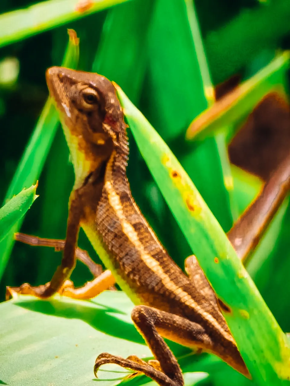 wildlife-at-windy-hills-bungalow-belihuloya
