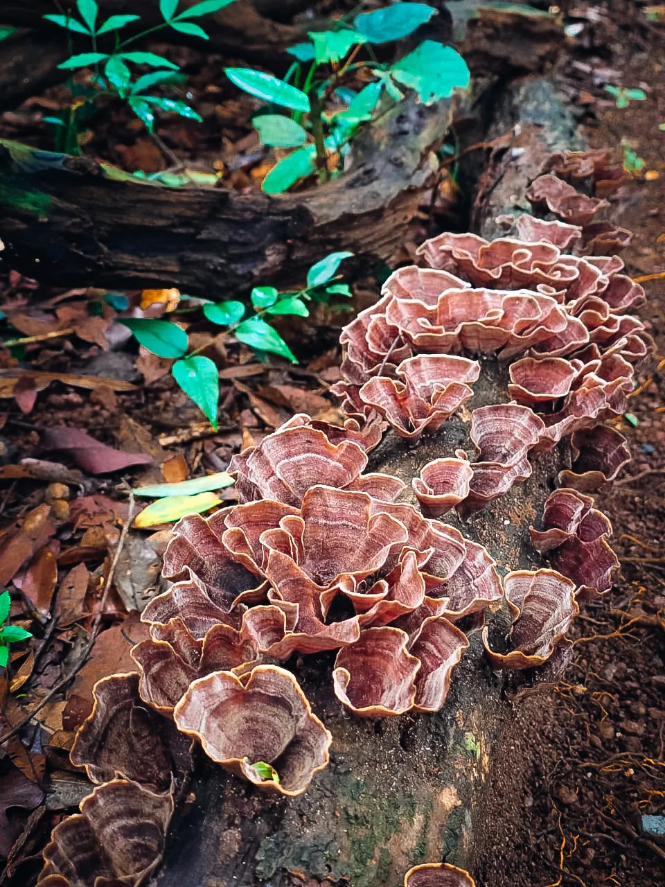 wild-mushrooms-on-log-belihuloya-forest