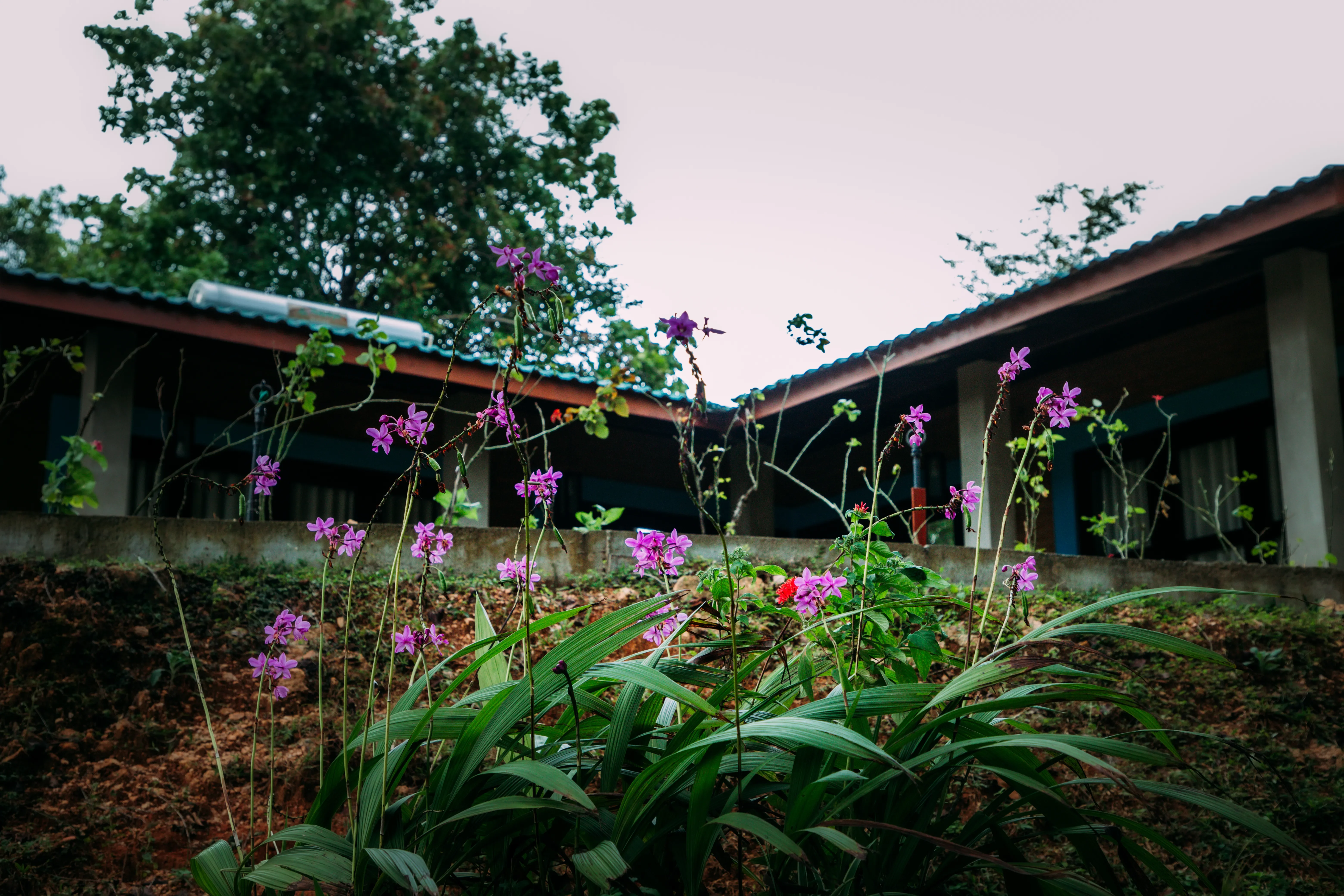 Botanical Composting